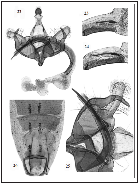 C. annekristinae Baldizzone, sp. n.