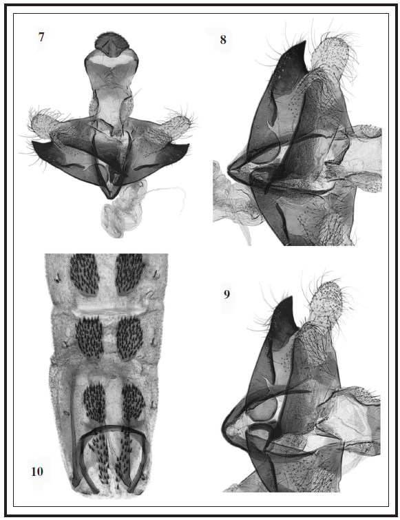 C. maculata Baldizzone, sp. n.
