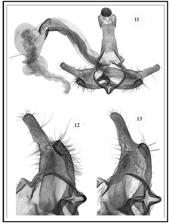 C. landryi Baldizzone, sp. n.