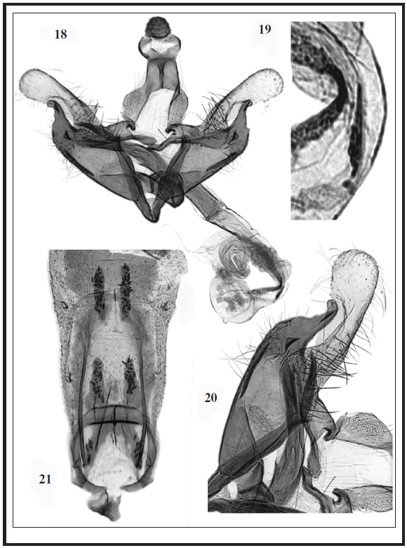 C. noravanki Baldizzone, sp. n