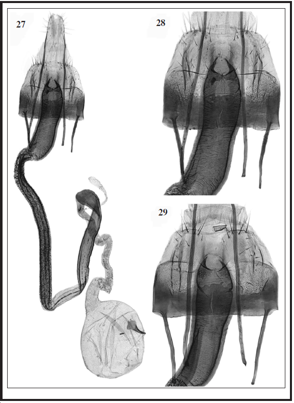C. annekristinae Baldizzone, sp. n.
