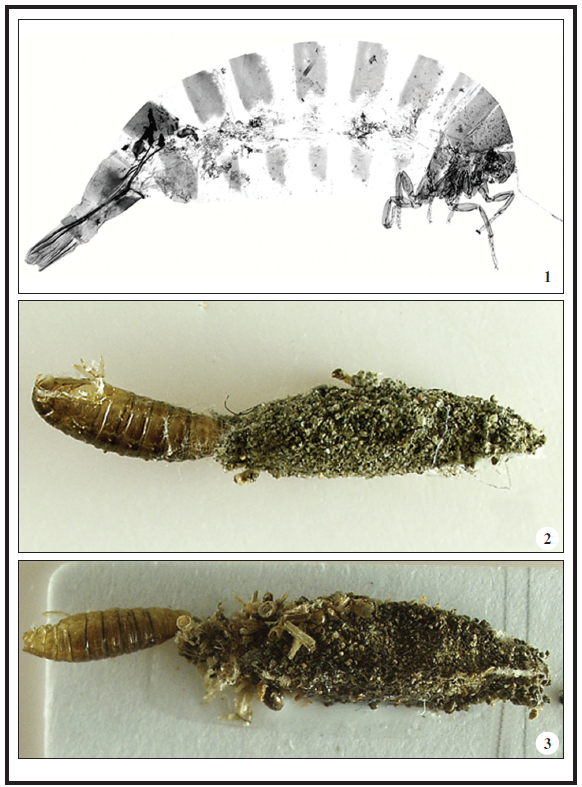 Dahlica lichenella (Linnaeus, 1761). 