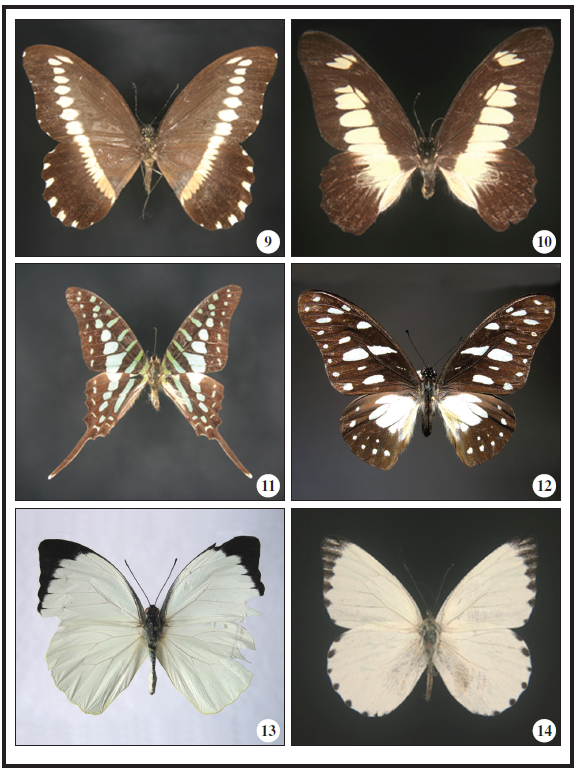 9. Papilio fernandus Fruhstorfer, 1903; 10. Graphium ucalegon (Hewitson, 1865); 11. Graphium policenes (Cramer, 1775); 12. Graphium leonidas (Fabricius, 1793); Macho 13. Nepheronia argia (Fabricius, 1775); 14. Appias sabina (Felder & Felder, [1865])