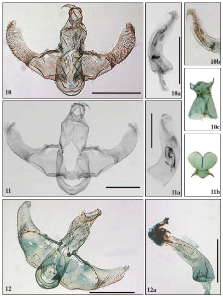Male genitalia: 10. Lecithocera leytensis Park & Mey, sp. n.; 10a. ditto, aedeagus; 10b. ditto, closeup aedeagus; 10c. ditto, abdominal segment VII-VIII; 11. L. insulana Park & Mey, sp. n.; 11a. ditto aedeagus; 11b. ditto, abdominal segment VII-VIII; 12. L. luzonica Park & Mey, sp. n.; 12a. ditto aedeagus. Scale bar: 0.5 mm.