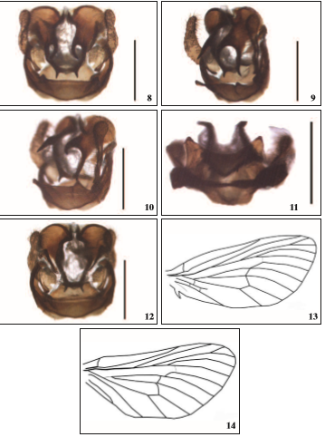 Male genitalia of T. quadrata sp. n., paratype. 8. caudal view; 9-10. lateral view; 11. bottom view; 12. dorsal view (Scale bar = 1 mm). 13-14. Venation of male Thitarodes quadrata sp. n.