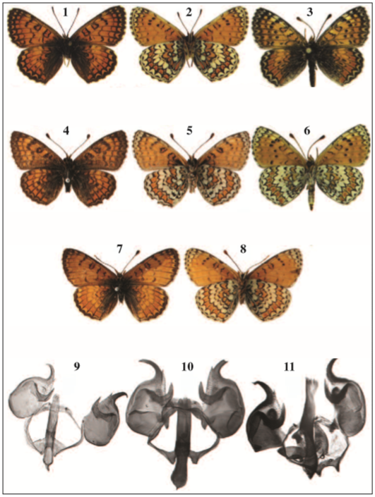 Melitaea. 1-8. Imagos, 9-11. Genitalia. 1-2. M. minerva palamedes, lectotype. 3, 6. M. minerva palamedes, sequenced specimen. 4-5. M. minerva, lectotype. 7-8. M. pallas, lectotype. 9. M. minerva, lectotype. 10. M. pallas, lectotype. 11. M. minerva palamedes, paralectotype.