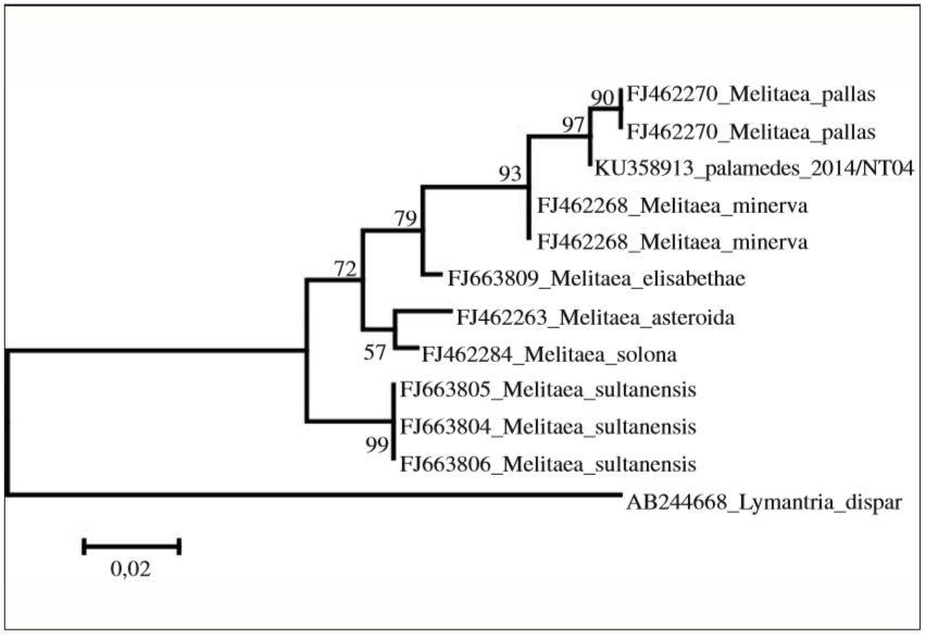 ML-tree of Melitaea minerva and M. sultanensis groups. Kimura-2 parameter model, NNI, 10000 bootstrap-replications.