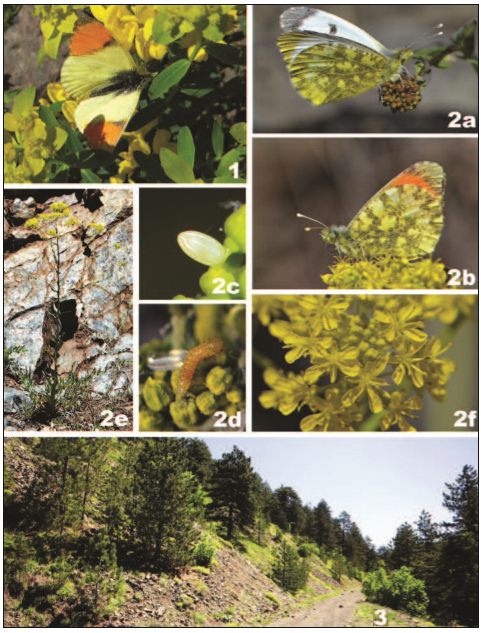 The first photograph of Anthocharis damone in Serbia, 1 resting on the larval host plant, E. D., 30-V- 2015. 2. The life cycle of Anthocharis damone photographed in situ, M. M., 3-VI-2015. (a) 0 resting on the larval host plant, Isatis tinctoria, (b) 1 feeding on the larval host plant, (c) ovum, (d) caterpillar, (e) I. tinctoria growing on the road margins, (f) flowers of I. tinctoria plant. 3. Habitat of Anthocharis damone in Sjenica, Trijebine, M. P., 3-VI-2015.