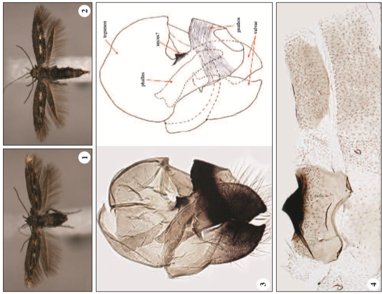 1. Adult (male, holotype) of Scythris transcaucasica Nupponen, sp. n. 2. Adult (female, paratype) of Scythris transcaucasica Nupponen, sp. n. 3. Male genitalia of Scythris transcaucasica Nupponen, sp. n. (paratype; GP 1/29-X-2015 KN): photograph (left), schematic drawing (right). 4. Tergum VIII (left) and sternum VIII (right) of Scythris transcaucasica Nupponen, sp. n. (paratype; GP 1/29-X-2015 KN).