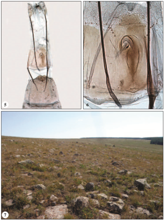 5. Female genitalia of Scythris transcaucasica Nupponen, sp. n. (paratype; GP 2/29-X-2015 KN). 6. Sterigma of Scythris transcaucasica Nupponen, sp. n. (paratype; GP 2/29-X-2015 KN). 7. Georgia, Trans-Caucasus Mts., rocky steppe slopes by Kartsakhi Lake: habitat of Scythris transcaucasica Nupponen, sp. n. (Photo: K. Nupponen).