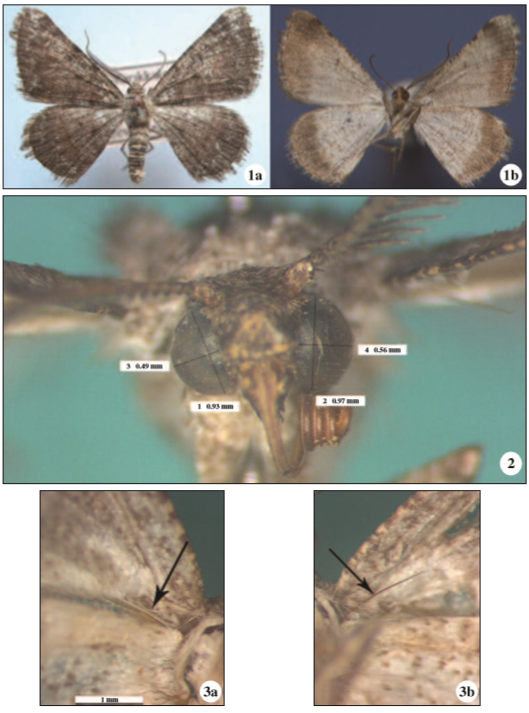 1. Habitus of gynandromorphic Gnopharmia cholcidaria (Lederer, 1870); 1a upside, 1b: underside. 2. Eye measurements of gynandromorphic Gnopharmia cholcidaria (Lederer, 1870) (Right and left). 3. Frenulum of gynandromorphic Gnopharmia cholcidaria (Lederer, 1870); 3a: left, 3b: right.