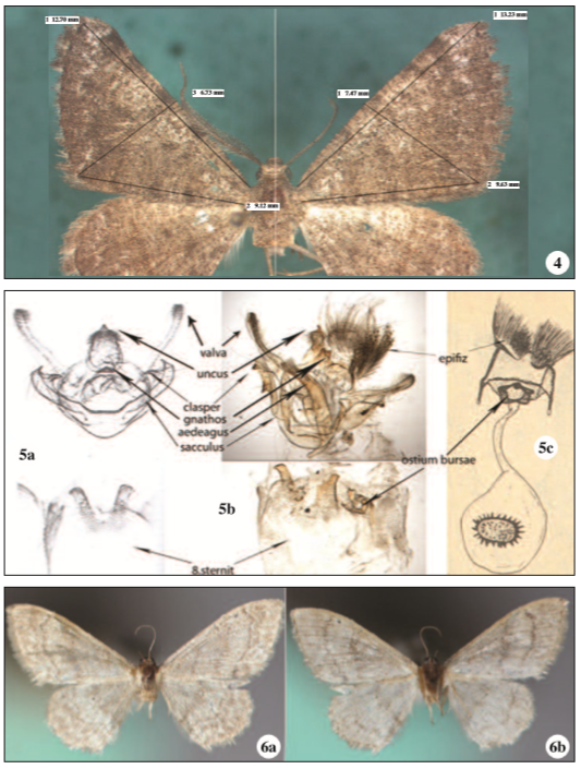 4. Wing measurements of gynandromorpic Gnopharmia cholcidaria (Lederer, 1870). 5. Genitalia of gynandromorphic Gnopharmia cholcidaria (Lederer, 1870); 5a: Male individual (SCOBLE & KRÜGER, 1999), 5b: Gynandromorph individual, 5c: Female Individual (WARDIKJAN, 1985). 6. Habitus of gynandromorphic Idaea deversaria (Herrich-Schäffer, 1847). 6a: upside, 6b: underside).