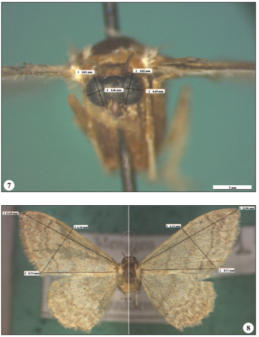 7. Eye measurements of gynandromorphic Idaea deversaria (Herrich-Schäffer, 1847). 8. Wing measurements of gynandromorphic Idaea deversaria (Herrich-Schäffer, 1847).