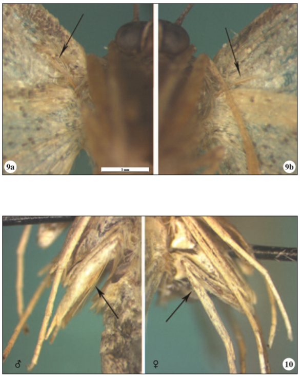 9. Frenulum of gynandromorphic Idaea deversaria (Herrich-Schäffer, 1847); 9a: right, 9b: left. 10. Hindlegs of Idaea deversaria (Herrich-Schäffer, 1847) normal individual.