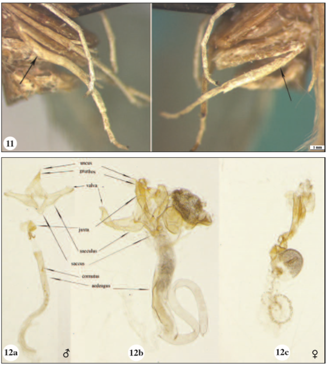 11. Left and right hindlegs of Idaea deversaria (Herrich-Schäffer, 1847) gynandromorph individual. 12. Genitalia of Idaea deversaria (Herrich-Schäffer, 1847), 12a: male individual, 12b: gynandromoph individual, 12c: female individual.