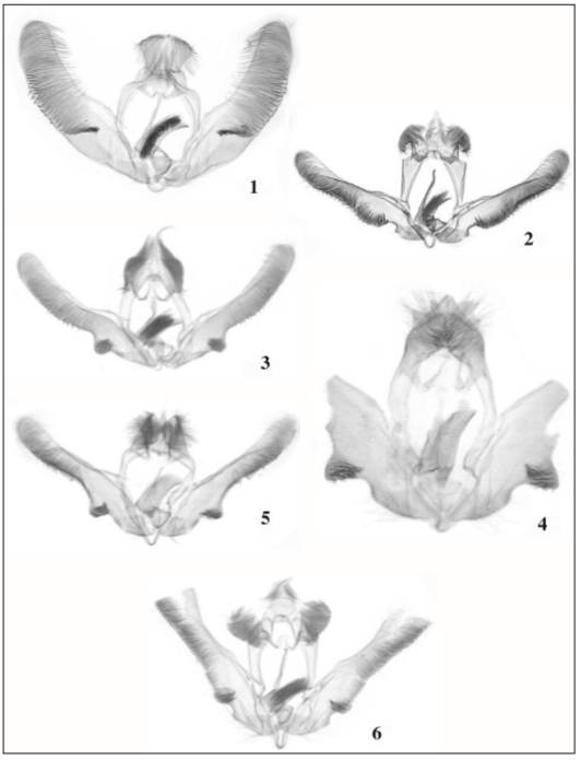 Male genitalia: 1. Episimus granpiedrae Razowski & Becker, sp. n., holotype; 2. Episimus meranus Razowski & Becker, sp. n., holotype; 3. Episimus joaquimus Razowski & Becker, sp. n., holotype; 4. Episimus eisniveus Razowski & Becker, sp. n., holotype; 5. Episimus niveopictus Razowski & Becker, sp. n., holotype; 6. Episimus serenus Razowski & Becker, sp. n., holotype.