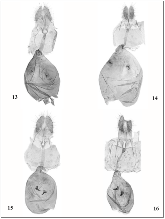 Female genitalia: 13. Episimus joaquimus Razowski & Becker, sp. n., paratype; 14. Episimus eisniveus Razowski & Becker, sp. n., paratype; 15. Episimus spinuliferus Razowski & Becker, sp. n., paratype; 16. Episimus intermissus (Meyrick), Quatro Barras, Paraná, Brazil.