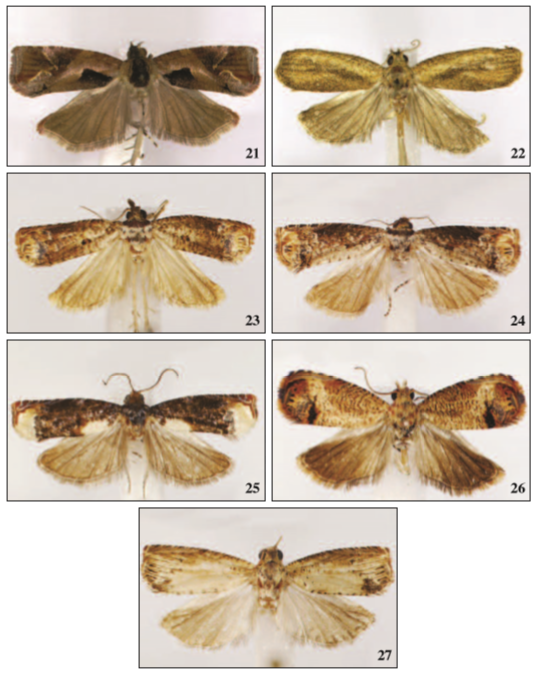 Adults: 21. Episimus granpiedrae Razowski & Becker, sp. n., holotype; 22. Episimus meranus Razowski & Becker, sp. n., holotype; 23. Episimus joaquimus Razowski & Becker, sp. n., holotype; 24. Episimus eisniveus Razowski & Becker, sp. n., holotype; 25. Episimus niveopictus Razowski & Becker, sp. n., holotype; 26. Episimus serenus Razowski & Becker, sp. n., holotype; 27. Episimus spinuliferus Razowski & Becker, sp. n., holotype.