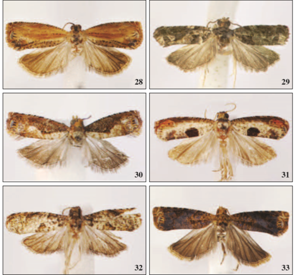 Adults: 28. Episimus spinuliferus Razowski & Becker, sp. n., paratype; 29. Episimus cubaenatus Razowski & Becker, sp. n., holotype; 30. Episimus maricao Razowski & Becker, sp. n., holotype. 31. Episimus caracanus Razowski & Becker, sp. n., holotype; 32. Episimus niveogriseus Razowski & Becker, sp. n., holotype; 33. Episimus opponens Razowski & Becker, sp. n., holotype.