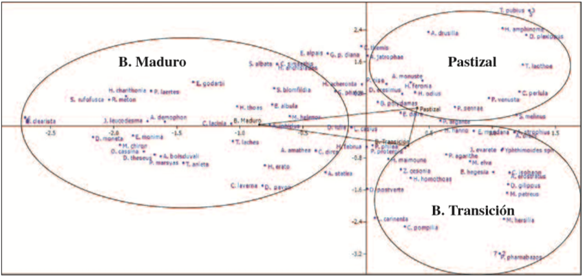 Análisis de correspondencia (AC), entre la abundancia de las especies de mariposas registradas y su relación con los estados Serales: Bosque Maduro (BM), Bosque en transición (BT) y Pastizal (P). (lista de especies solapadas: 1. Argyrogrammana stilbe, Biblis hyperia, Caligo eurilochus, Caligo illioneus, Catonephele nyctimus, Eryphanis lycomedon, Esthemopsis clonia, Heliconius doris, Heraclides paeon, Rhetus periander, Taygetis rufomarginata, Tithorea harmonia. 2. Dione glycera, Eurema elathea, Heraclides astyalus, Hermeuptychia hermes, Magneuptychia alcione, Melete lycimnia, Protesilaus glaucolaus, Strymon cestri, Vanessa braziliensis. 3. Atlides rustan, Itabillia demophile, Memphis pithyusa, Zaretis isidora. 4. Arawuacus ellida, Siproeta stelenes, Zizula cyna. 5. Caligo telamonius, Ganyra josephina. 6. Lycoria halia, Parides eurimides, Neographium anaxilaus. 7. Protesilaus protesilaus, Strymon bazochii. 8. Hypothyris lycaste, Nica flavilla, Pyrrhogyra neaerea, Parides anchises. 9. Hypoleria ocalea, Mechanitis menapis.).