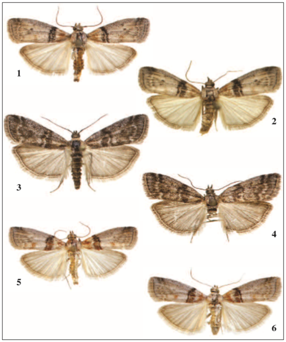 Adultos: 1. Sciota rhenella laetifica 1, ZARAGOZA, Belchite, (420 m), UTM 30TXL98, 14-VIII2002, J. Gastón leg. 2. Sciota rhenella laetifica 0, HUESCA, Villanueva de Sigena, 208 m, UTM 30TYM42, 9-VIII-1997, J. Ylla leg. 3. Sciota hostilis 1, GERONA: Torrente de los Bous (Grèixer), Cerdaña (1.250 m) UTM 31TDG0395, 23-V-2009, J. Dantart & Jubany leg. 4. Sciota hostilis 0, LÉRIDA, Pista forestal a la Mata de Valencia, Pallarés Sobirá, (1.340 m) UTM 30TCH4322, 15-VII-2007, J. Dantart & F. Vallhonrat leg. 5. Sciota elegiella 1, GRANADA, Mazagrande, Huéscar, (1.070 m), UTM 30SWG39, 20-VIII-1993, J. Gastón leg. 6. Sciota elegiella 1, GRANADA, Mazagrande, Huéscar, (1.070 m), UTM 30SWG39, 20-VIII-1993, J. Gastón leg.