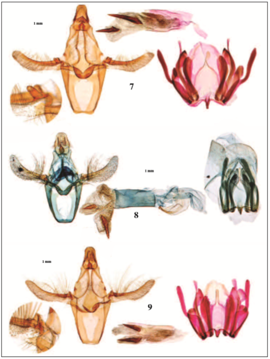 Andropigio: 7. Sciota rhenella laetifica, gen. 4998 JG., Herrera de Ircío (BURGOS), 500 m, 8-VII1995. 8. Sciota hostilis, gen. 2965 JD., Segudet (Ordino), ANDORRA, 1.298 m, 27-VI-1985. 9. Sciota elegiella, gen. 4994 JG., La Bernardilla (GRANADA), 100 m, 1-IX-2014.