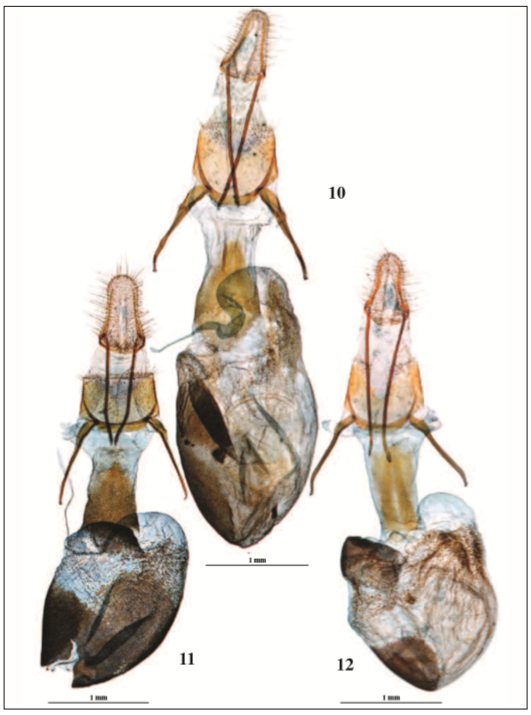 Ginopigio: 10. Sciota rhenella laetifica, gen. 5314 JG., Villanueva de Sigena (HUESCA), 208 m, 9VIII-1997. 11. Sciota hostilis, gen. 2817 JD., Pista forestal a la Mata de Valencia, Pallarés Sobirá, (LÉRIDA), 1.340 m, 15-VII-2007. 12. Sciota elegiella, gen. 5288 JG., Mazagrande, Huéscar (GRANADA), 1.070 m, 20-VIII-1993.