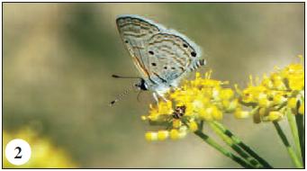 The first photograph of Azanus ubaldus taken in Malta by Mr. C. Gauci.