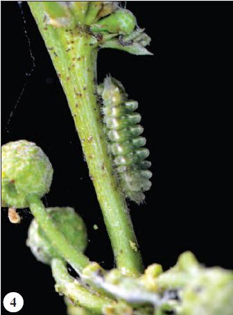 Azanus ubaldus larvae on Acacia karoo buds and flower.
