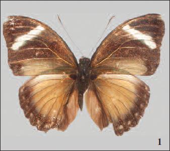 Euphaedra (Euphaedrana) uigensis