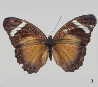 Euphaedra (Euphaedrana) uigensis