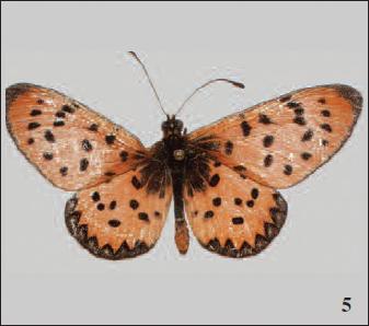 Acraea (Acraea) violarum anchietai 