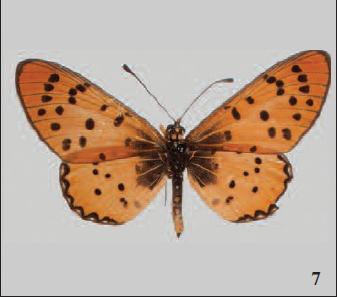 Acraea (Acraea) violarum anchietai