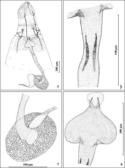 Female genitalia of R. barkamensis Baraniak & Larsen, sp. n.
