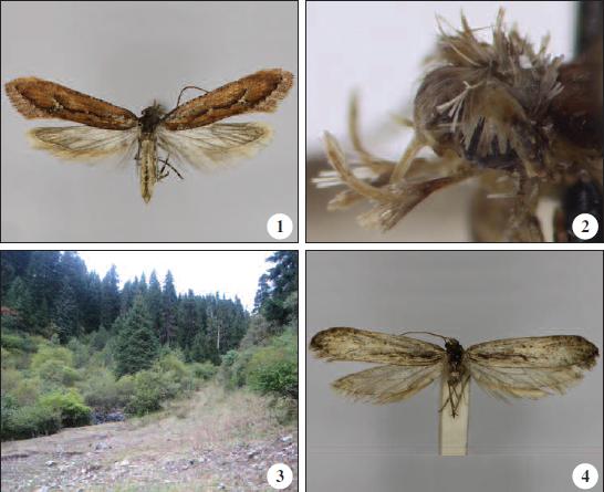 Adult female and labial palp of R. barkamensis Baraniak & Larsen, sp. n.