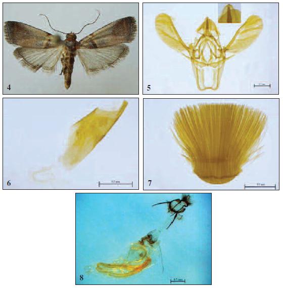 Acrobasis farsella (Ams.)