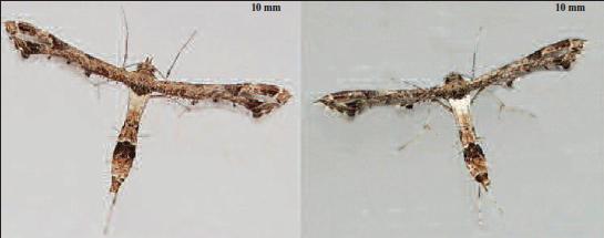 Lantanophaga pusillidactylus (Walker, 1864) - MALTA, Marsaxlokk 14-VIII-2016.