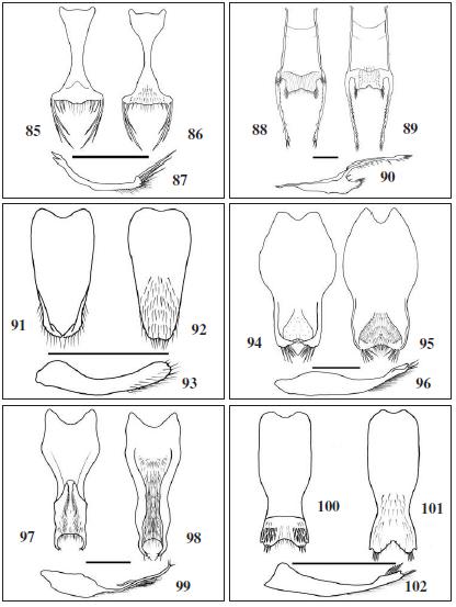 Hypandrium, dorsal, ventral and lateral view