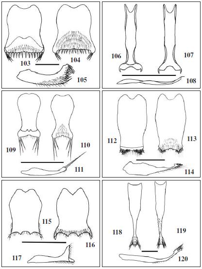 Hypandrium, dorsal, ventral and lateral view