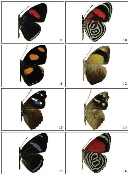 Adults (male), dorsal and ventral view