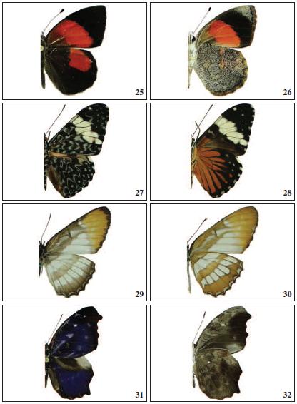 Adults (male), dorsal and ventral view