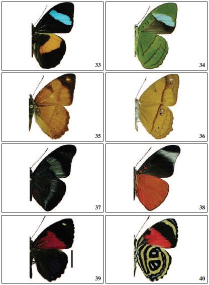 Adults (male), dorsal and ventral view
