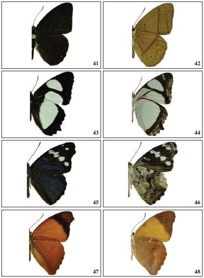 Adults (male), dorsal and ventral view