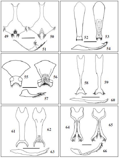 Hypandrium, dorsal, ventral and lateral view