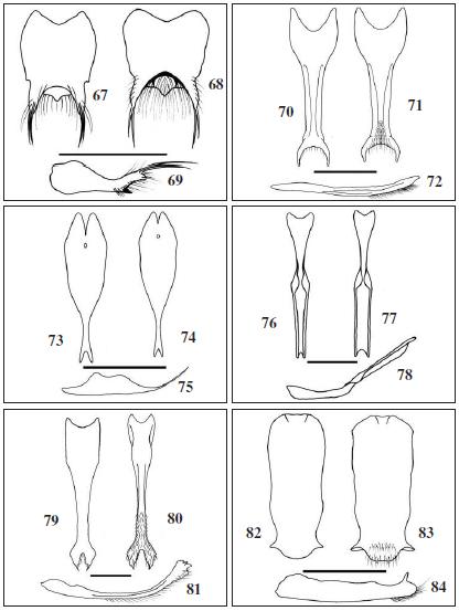 Hypandrium, dorsal, ventral and lateral view
