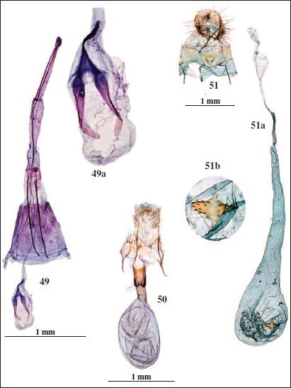 49. Oinophila blayi Vives & Gastón, sp. n., Holotypus, prep. gen. 58091AV. 49a. Idem, detalle del signum. 50. Niphonympha dealbatella (Zeller, 1847), prep. gen. 5704JG. 51. Agonopterix astrantiae (Heinemann, 1870), prep. gen. 5687JG. 51a. Idem, corpus bursae. 51b. Idem, detalle del signum.