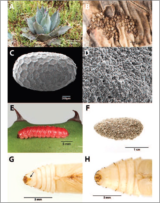 A.Agave applanata. B. Eggs of Comadia redtenbacheri on a dry leaf. C. SEM of the egg of Comadia redtenbacheri covered by a secretion from the accessory glands. D. Detail of the secretion of the accessory glands. E. Mature larva of Comadia redtenbacheri. F. Cocoon of Comadia redtenbacheri. G. Distal segments of a male pupa of Comadia redtenbacheri showing small tubercles (arrow). H. Distal segments of a female pupa of Comadia redtenbacheri. No tubercles are present.