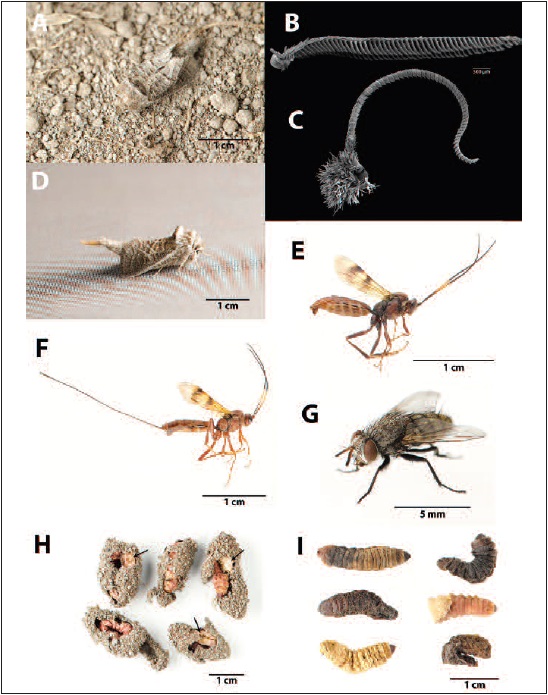 A. Female Comadia redtenbacheri on the soil. B. Antenna of the male of Comadia redtenbacheri. C. Antenna of the female of Comadia redtenbacheri. D. Female of Comadia redtenbacheri calling. E. Male of Lisonnota fascipennis. F. Female of Lisonnota fascipennis. G. Female of Acantholespesia texana. H. Larvae and cocoons of Comadia redtenbacheri dug out and pecked by birds. The larvae were damaged by the birds (arrows) and later died of desiccation. I. Larvae of Comadia redtenbacheri exhibiting symptoms of several unknown pathogens.