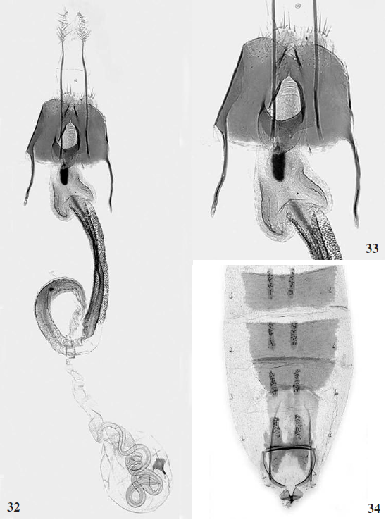 C. forcipata Tabell, sp. N .: 32. Female genitalia, paratype (GP 5413 J. Tabell), Spain, Teruel). 33. Sterigma enlarged. 34. Abdomen (Photos: Pasi Sihvonen).