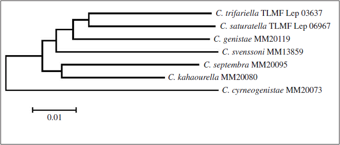 Neighbour joining tree of C. septembra Tabell, sp. n. and adjacent species based on sequences of COI gene (658 bp)